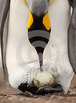 King penguin with an egg on feet waiting for it to hatch