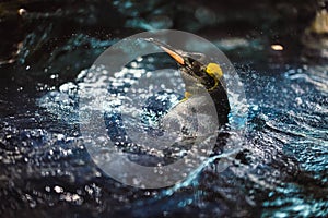 King penguin enjoy to swimming with splash