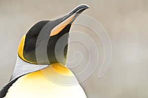 King Penguin Facing Skywards