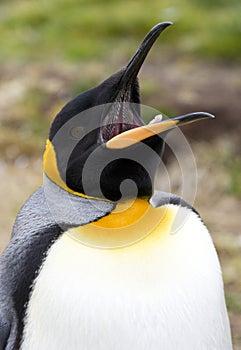 King Penguin - Falkland Islands photo