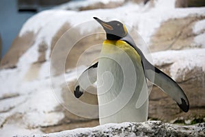A king penguin flapping its wings