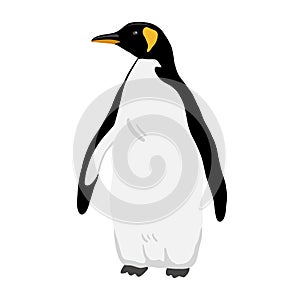 King Penguin. Flat vector illustration. Polar animal