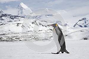 King penguin in fresh snow on South Georgia Island