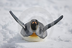 King penguin gliding through snow