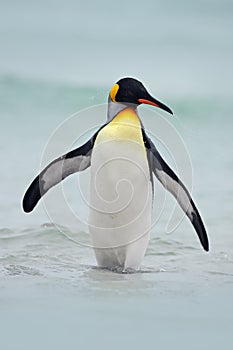 King penguin going from blue water, Atlantic ocean in Falkland Island, sea bird in the nature habitat. Penguin in the water.