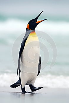 King penguin going from blue water, Atlantic ocean in Falkland Island. Sea bird in the nature habitat. Penguin in the water.