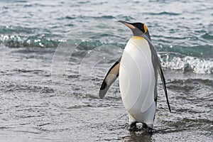 King penguin going from sea