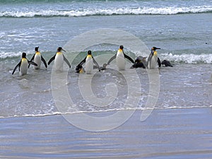 King Penguin Group, Aptenodytes patagonica, comes from the sea on the beach of Volunteer Point, Falklands / Malvinas