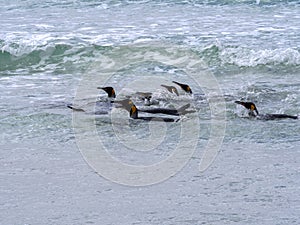 King Penguin Group, Aptenodytes patagonica, diving in the sea, Volunteer Point Volunteer Point, Falklands / Malvinas