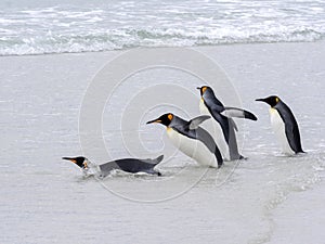 King Penguin Group, Aptenodytes patagonica, jumps into the seaVolunteer Point Volunteer Point, Falklands / Malvinas