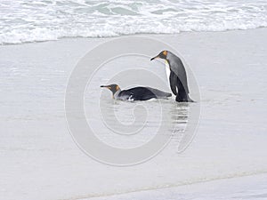 King Penguin Group, Aptenodytes patagonica, jumps into the seaVolunteer Point Volunteer Point, Falklands / Malvinas
