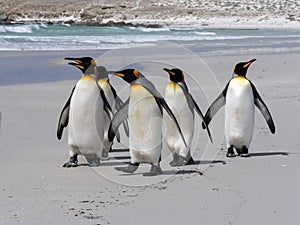 King Penguin Group, Aptenodytes patagonica, on the white sandy beach of Volunteer Point, Falklands / Malvinas