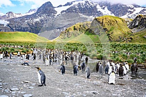 Colonia de el rey pingüinos de pie antes verde sierras césped a montanas sur 