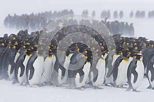 King penguin huddle