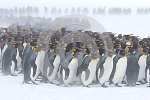 King penguin huddle photo