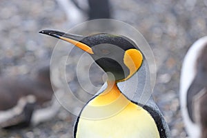 King penguin on Isla Martillo, Tierra del Fuego photo