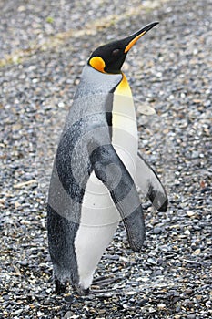 King penguin on Isla Martillo, Tierra del Fuego photo