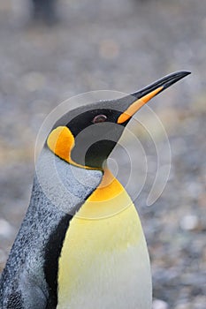 King penguin on Isla Martillo, Tierra del Fuego photo