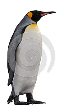 King penguin isolated on white