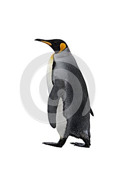 King penguin isolated on the white background