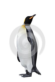 King penguin isolated on the white background