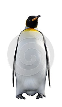 King penguin isolated on the white background