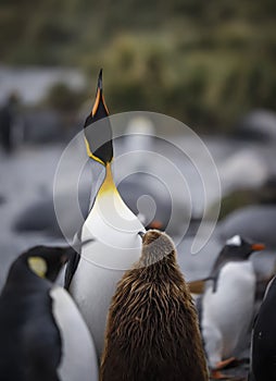 King Penguin and its chick, South Georgia.