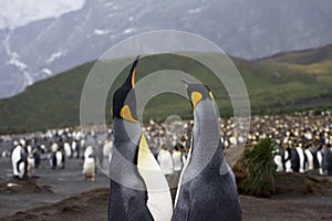King Penguin, KoningspinguÃÂ¯n, Aptenodytes patagonicus photo