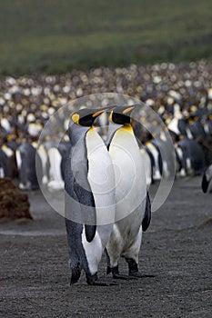 King Penguin, KoningspinguÃ¯n, Aptenodytes patagonicus