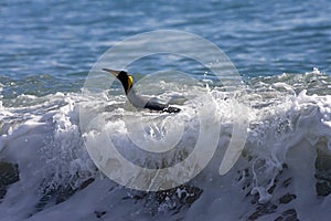 King Penguin, KoningspinguÃ¯n, Aptenodytes patagonicus