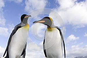 King Penguin, KoningspinguÃ¯n, Aptenodytes patagonicus