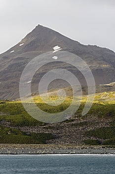 King Penguin, KoningspinguÃ¯n, Aptenodytes patagonicus