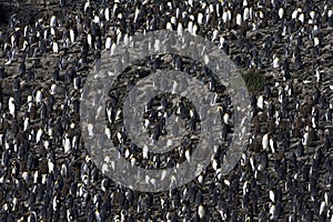 King Penguin, KoningspinguÃ¯n, Aptenodytes patagonicus