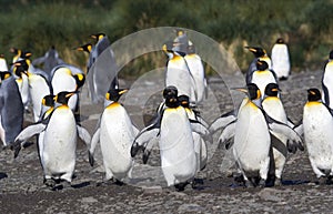 King Penguin, KoningspinguÃ¯n, Aptenodytes patagonicus