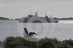 King Penguin, KoningspinguÃ¯n, Aptenodytes patagonicus