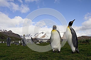 King Penguin, KoningspinguÃ¯n, Aptenodytes patagonicus