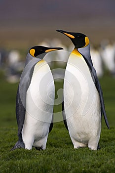 King Penguin, KoningspinguÃ¯n, Aptenodytes patagonicus