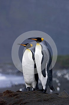 King Penguin, KoningspinguÃ¯n, Aptenodytes patagonicus