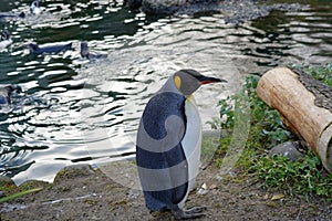 King penguin, in Latin called Aptenodytes patagonicus, in lateral view. He is standing on a bank of a small pond.