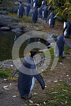 King penguin, in Latin called Aptenodytes patagonicus, in lateral view walking behind the rest of the flock.