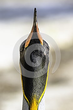 King penguin lifting head up.Front, close up portrait of colourful bird