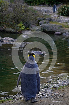 King penguin living in captivity, in Latin called Aptenodytes patagonicus, in back view walking looking over a small pond.