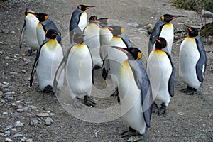 King penguin living in flock in captivity close up. Birds are called Aptenodytes patagonicus in Latin.