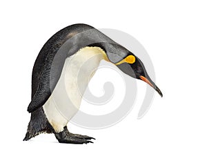 King penguin looking down, isolated