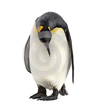 King penguin looking down, isolated