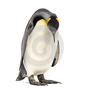 King penguin looking down, isolated