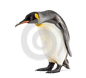 King penguin looking down, isolated
