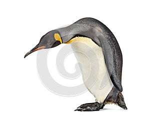 King penguin looking down, isolated