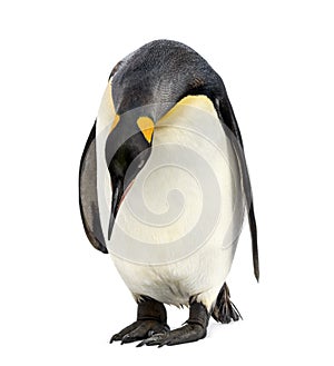 King penguin looking down, isolated
