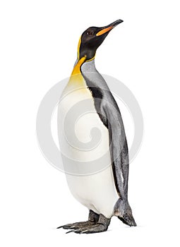 King penguin looking up